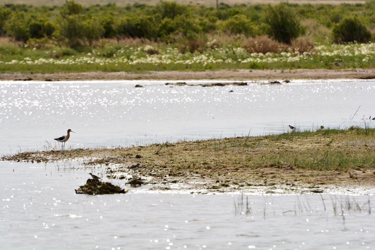 A shorebird standing at the shallow edge of Goldeneye Reservoir.