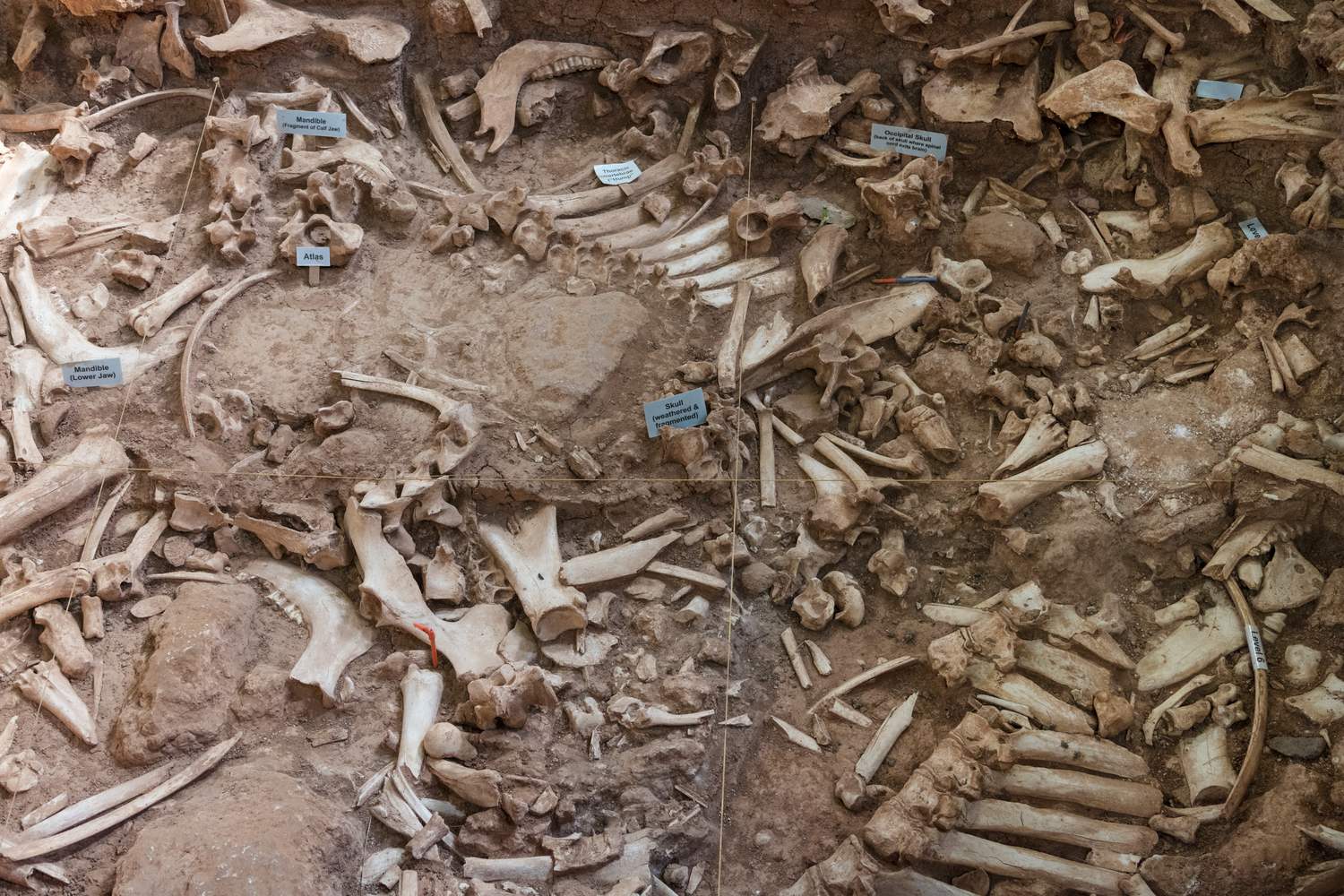 Bison bones exposed in the sinkhole floor of the Vore Buffalo Jump.